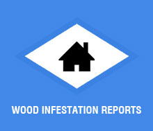Wood Infestation Reports