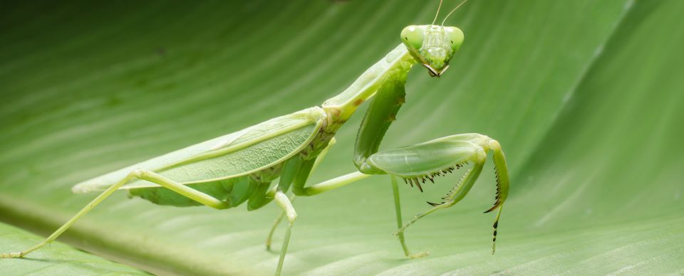 What Insect Can Turn Its Head? | Douglas Pest Control